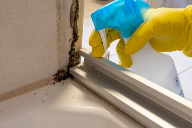 Mold Testing and Removal in Durham, NC