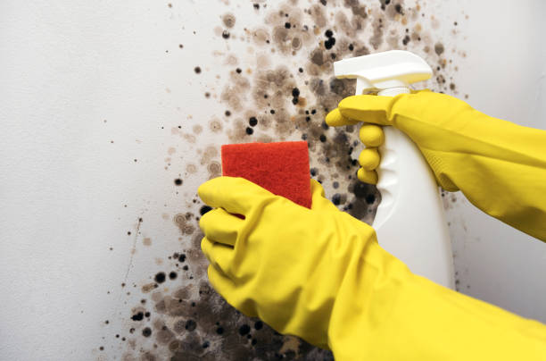 Best Emergency Mold Removal  in Durham, NC