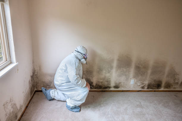Office Mold Removal Services in Durham, NC