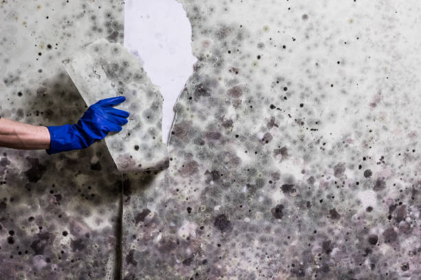 Best Commercial Mold Removal  in Durham, NC
