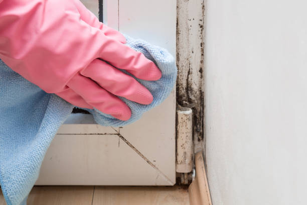 Best Mold Damage Repair  in Durham, NC
