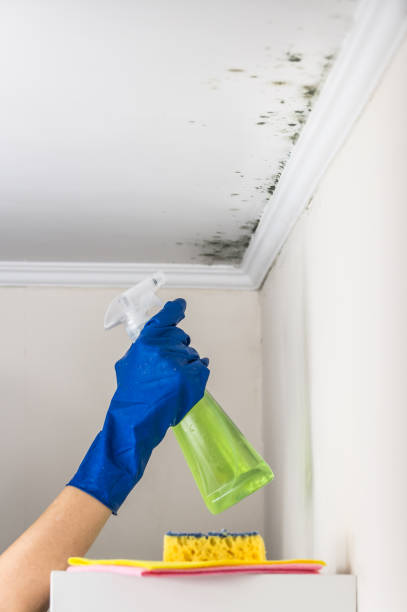 Best Toxic Mold Removal  in Durham, NC