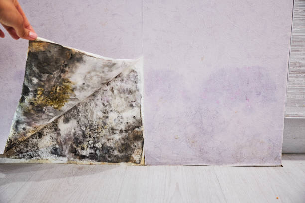 Best Mold Remediation  in Durham, NC